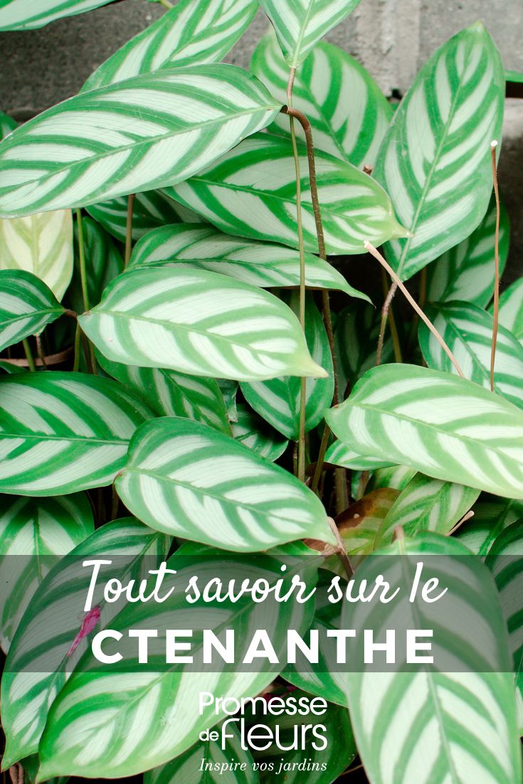 Exotische Ctenanthe Setosa