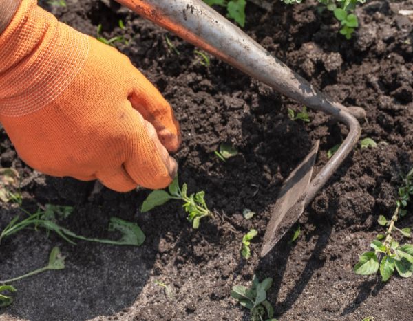 Garten für Anfänger: Jäten – was ist das? Wie geht das?