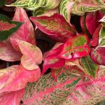 Aglaonema: Krankheiten, Parasiten & häufige Probleme