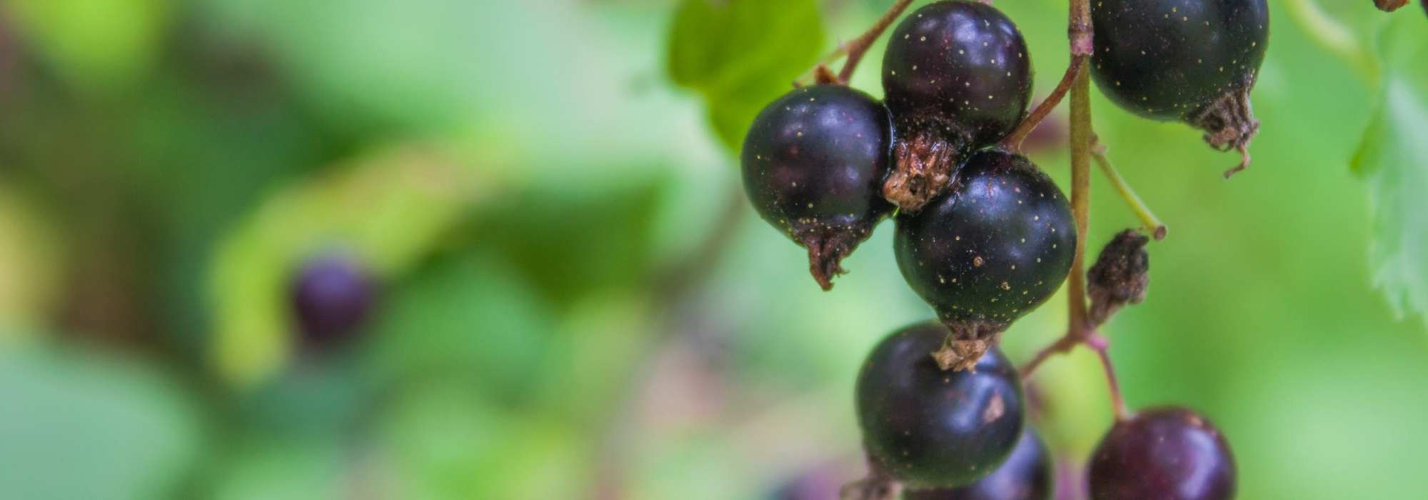 Die Johannisbeere: Ein fruchttragender Strauch mit heilender Wirkung