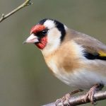 Gartenvögel: Stieglitz erkennen und anlocken?