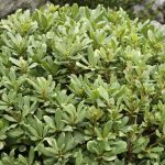 Pittosporum vermehren: Stecklinge վերցնել