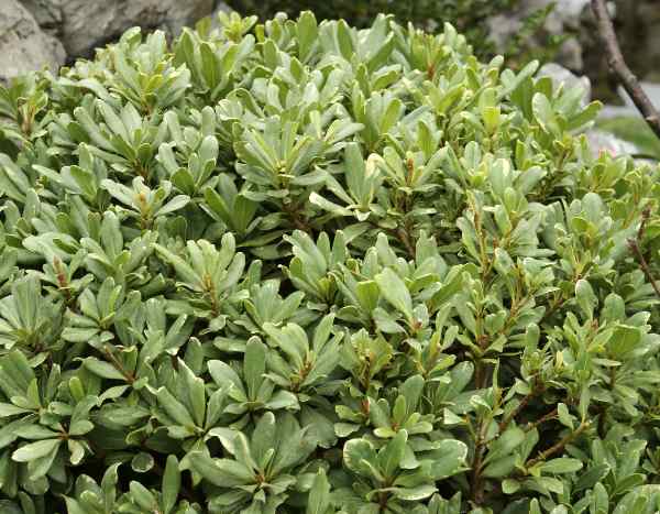 Pittosporum vermehren: Stecklinge վերցնել