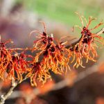 Hamamelis vermehren: 5 Schritte?