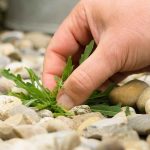 Terrasse, Hof, Weg: Unkraut jäten – Tipps