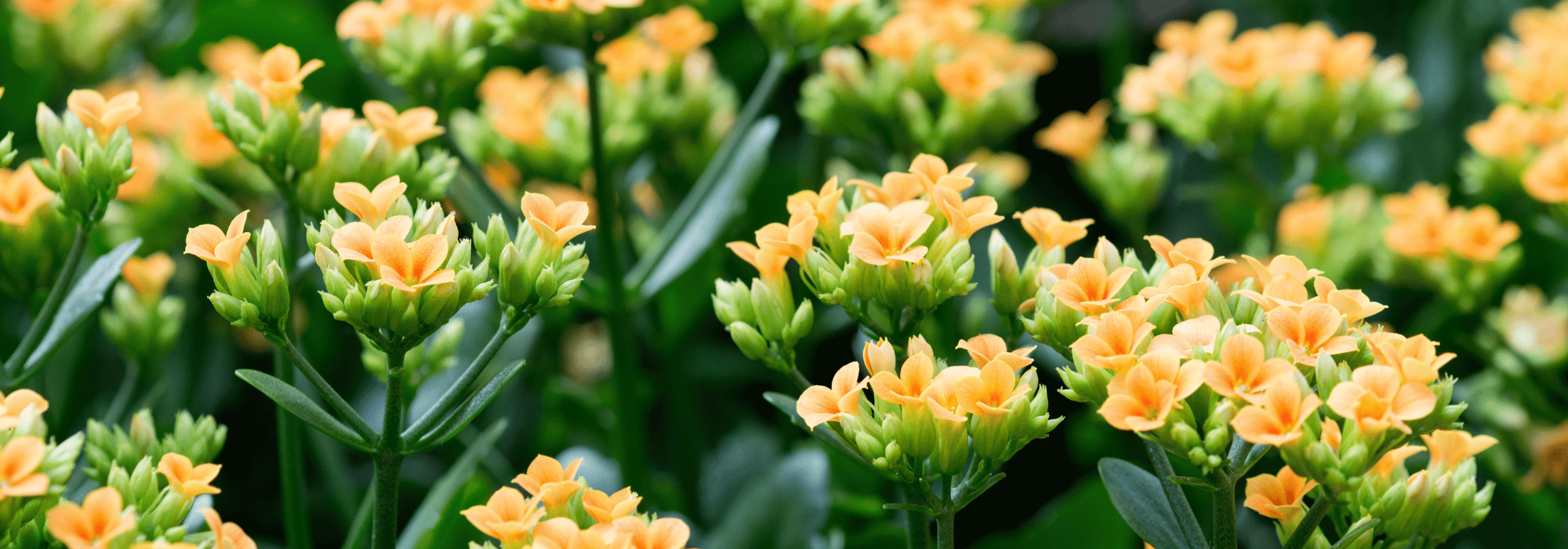 Kalanchoe: Pflege und Kultur