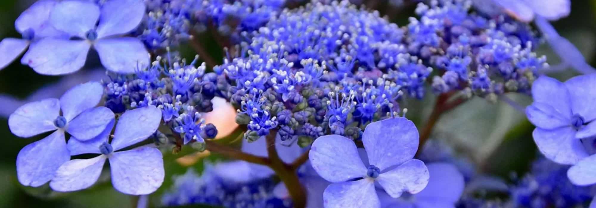 Blaue Hortensie: Tipps für intensivblaue Blüten
