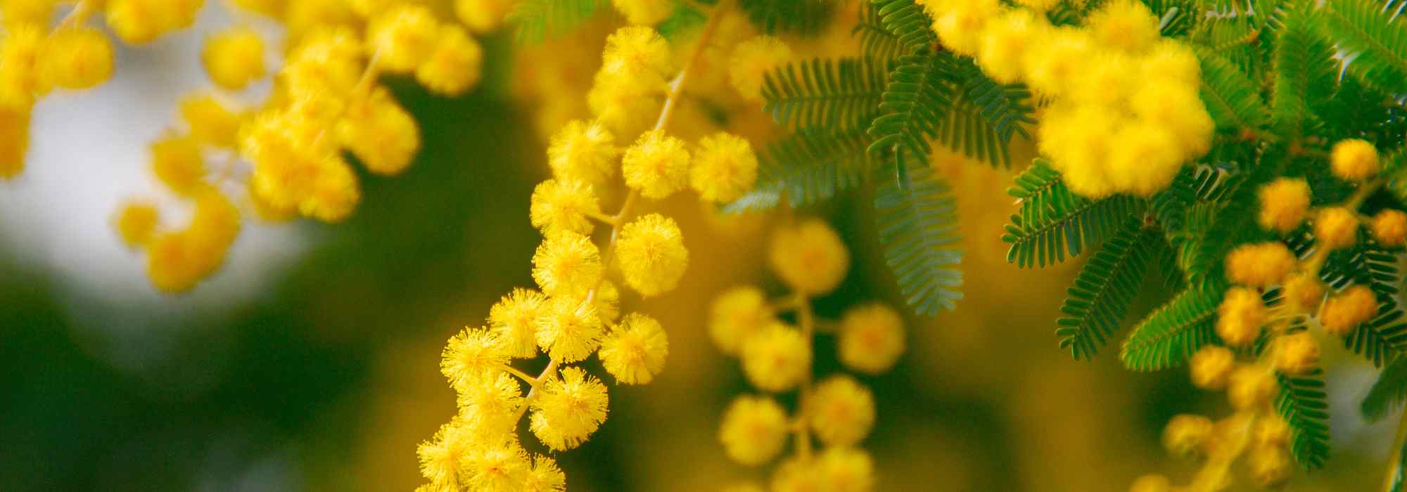 Akazie: schönste Sorten für Blüte und Duft