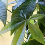 Rasierpinselbaum: Pflanzen und Pflege