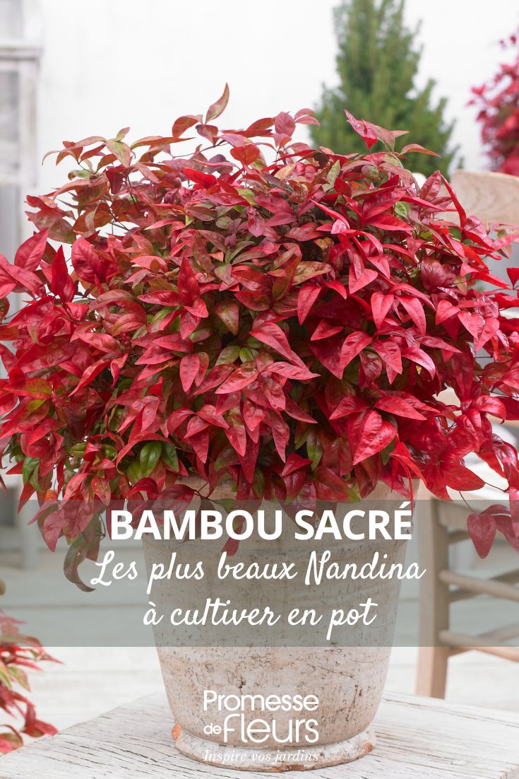 Einen Nandina für den Kübel auswählen