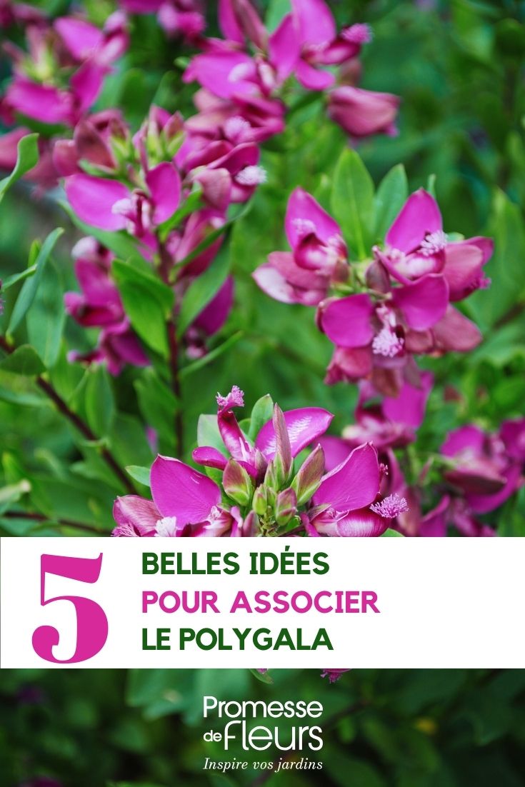 Ideen für die Kombination mit Polygala