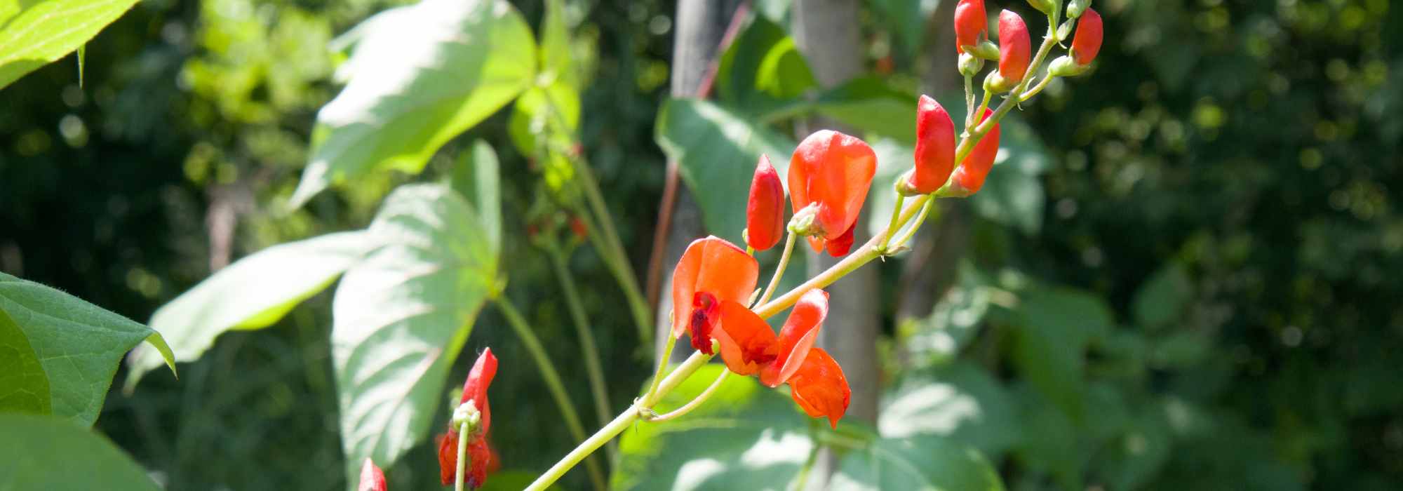Einjährige Kletterpflanzen: schnell schöner Garten