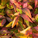 Nandina domestica: dekorativer Himmelsbambus