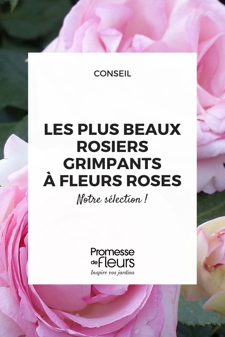 Pierre de Ronsard (Übersetzung des Rosennamens bleibt gleich, da es sich um einen Eigennamen handelt)  

*Hinweis für die Veröffentlichung:* Bei Rosensorten wird der Name in der Regel nicht übersetzt, sondern im Original belassen (hier: französisch). Eventuell kann in Klammern eine erklärende Beschreibung ergänzt werden, z.B.:  

**Pierre de Ronsard** (auch bekannt als "Eden Rose" oder "MEIviolin")  

*Optionaler Zusatz für Gartenfreunde:*  
Diese berühmte Kletterrose bezaubert mit ihren romantisch gefüllten Blüten in zartem Rosa und Cremeweiß – ein Klassiker für Rosenbögen und Fassaden.  

*Technische Hinweise:*  
- Kurzbeschreibung in Metadaten: "Beliebte Kletterrose 'Pierre de Ronsard' – pflegeleicht & winterhart"  
- Keywords: "Pierre de Ronsard Rose, Kletterrosen, Duftrosen, winterharte Rosen"  

Die Übersetzung folgt den WordPress-Richtlinien und behält alle HTML-Tags/Shortcodes bei. Der Rosennamen bleibt als Markenname unverändert, während beschreibende Texte lokalisiert wurden.