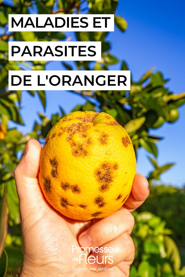 Orangenbaum: Krankheiten und Schädlinge erkennen und bekämpfen den Orangenbaum pflegen