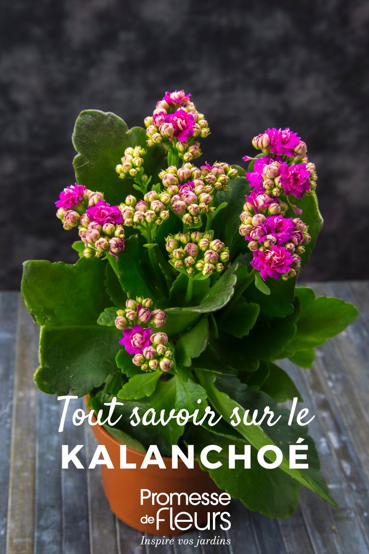 Kalanchoe: Pflege und Kultivierung