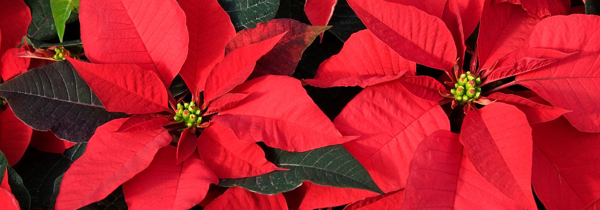 Weihnachtsstern – Poinsettie: Anbau und Pflege
