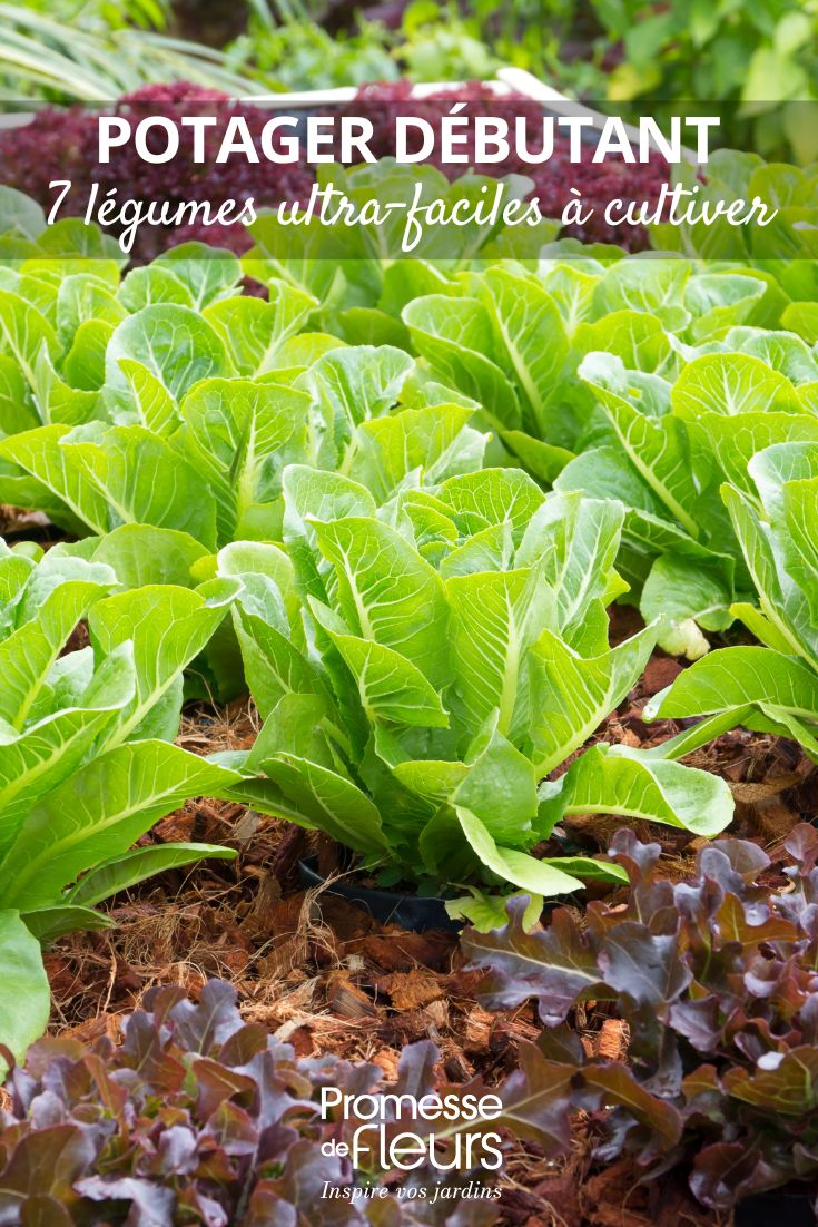 Gemüsegarten für Anfänger: 7 supereinfach anzubauende Gemüsesorten Salate im Gemüsegarten