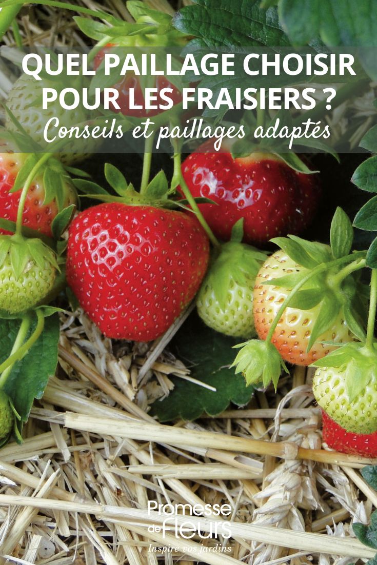 Erdbeeren mulchen