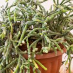 Rhipsalis (Mistelkaktus): Pflanzung und Pflege des hängenden Zimmerkaktus