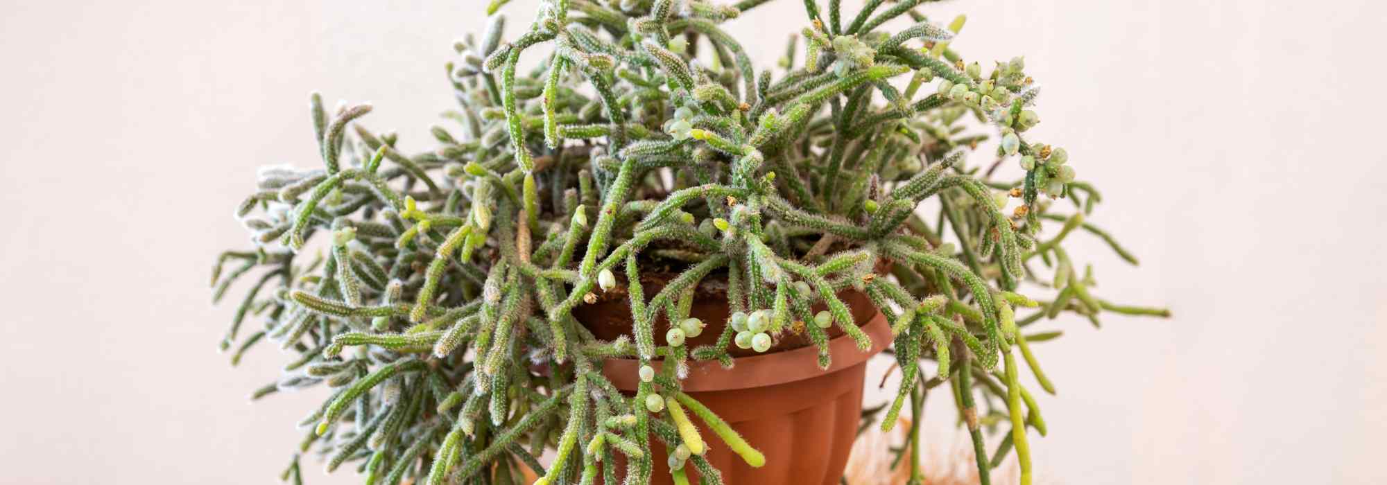 Rhipsalis (Mistelkaktus): Pflanzung und Pflege des hängenden Zimmerkaktus
