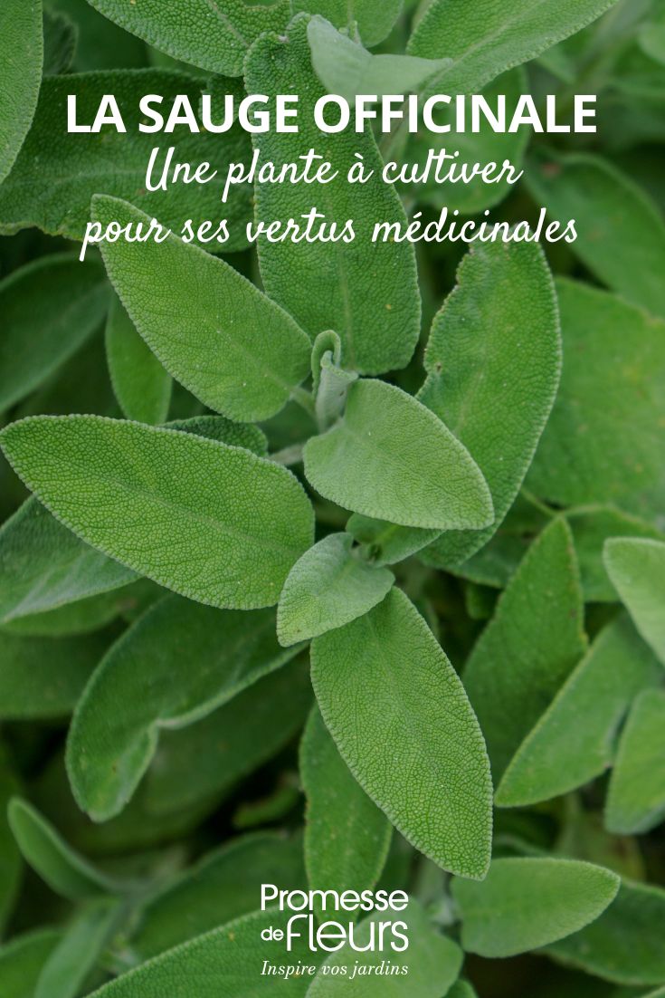 Salbei (Salvia officinalis)