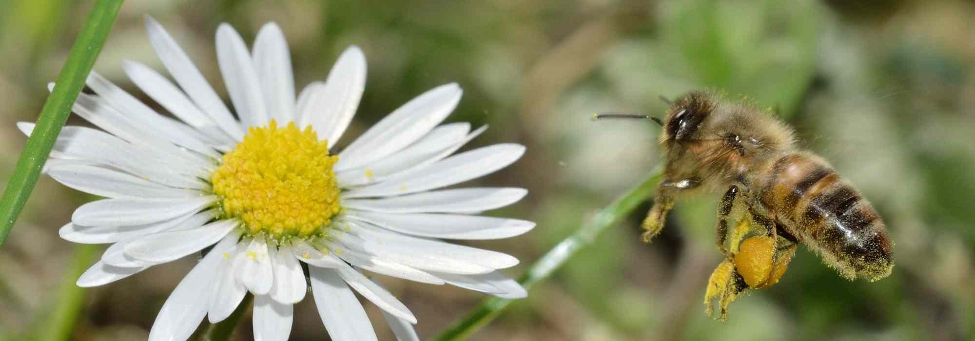 Wild- oder Honigbienen: Welche Arten leben im Garten?