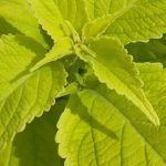 Goldenes Laub: Einjährige für die ganze Saison