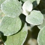 Silberne Gartenakzente: Einjährige mit grauem Laub