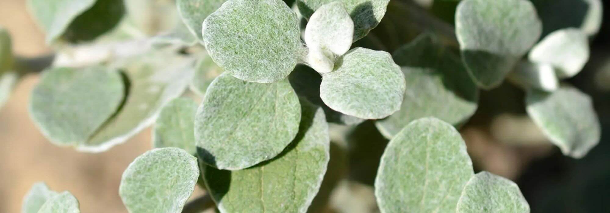 Silberne Gartenakzente: Einjährige mit grauem Laub