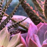 Zimmerkakteen: Krankheiten & Parasiten – was tun?