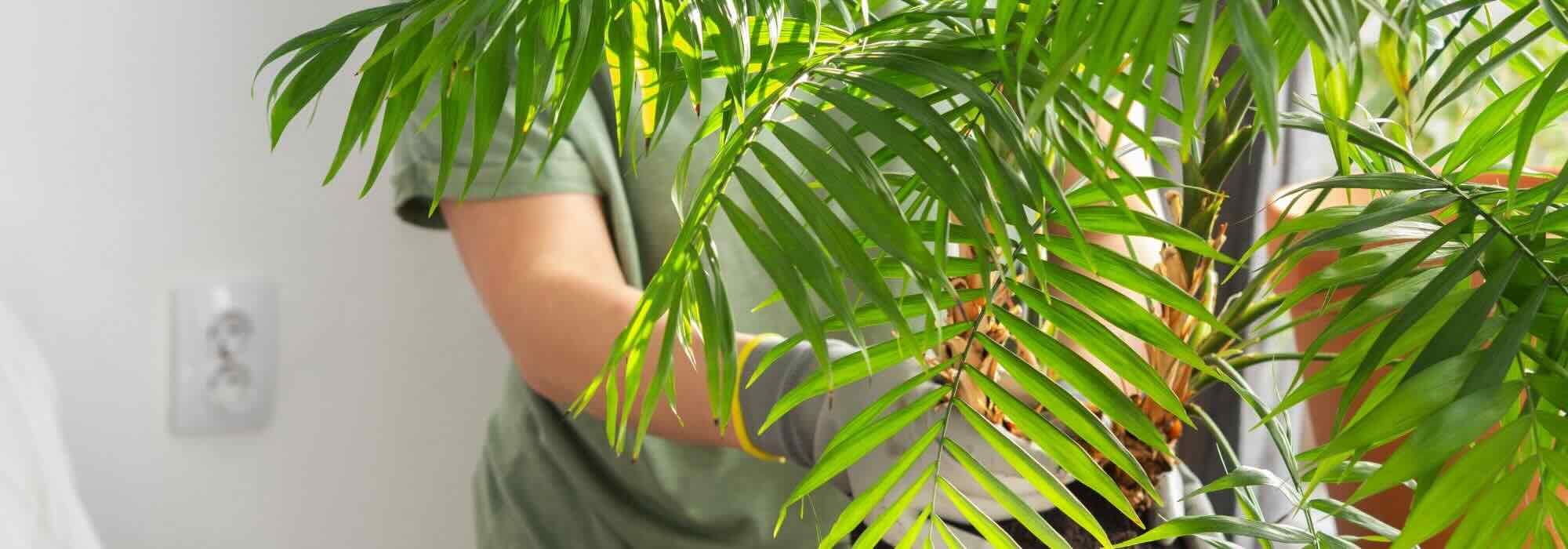 Krankheiten, Parasiten, Mangel: Was Bergpalmen schadet