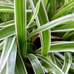Grüner Heinrich: Schädlinge, Krankheiten & Pflegetipps