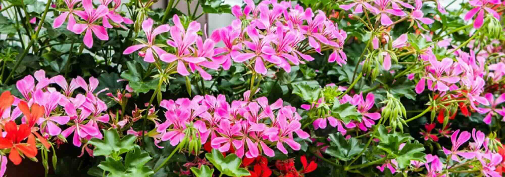 Efeu-Pelargonie wählen: Blütenkönig für den Sommerbalkon