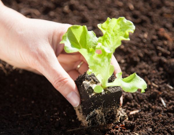 Salat und Kopfsalat im Garten pikieren: Wann und wie?