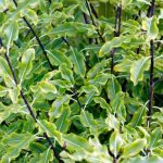 Pittosporum schneiden?