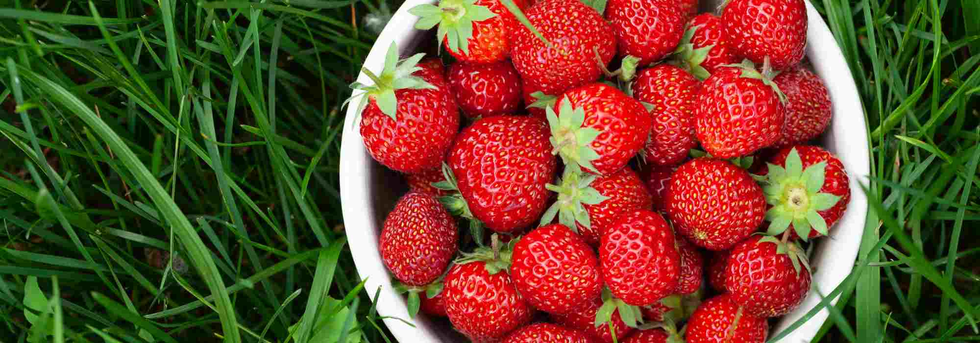 Erdbeeren natürlich düngen?
