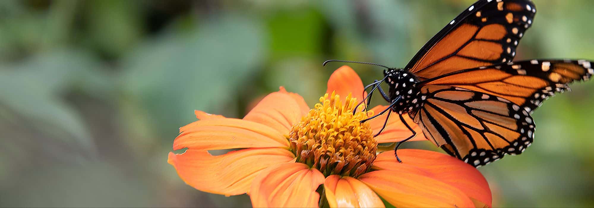 Biodiversität: Naturschutz im Garten fördern