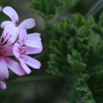 Krankheiten und Parasiten von Pelargonien