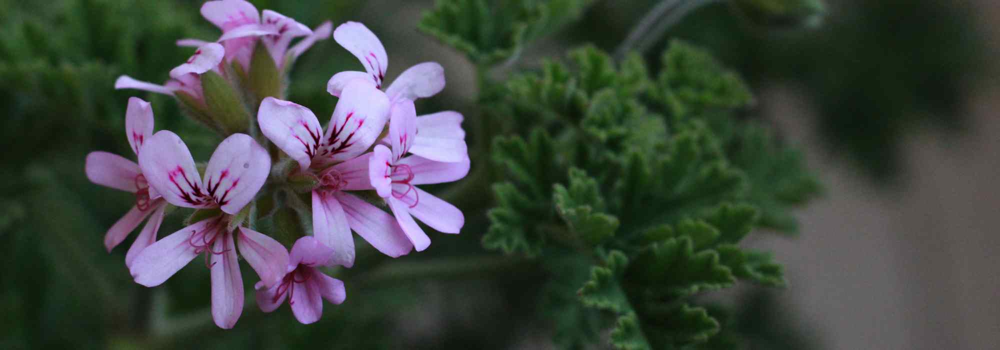 Krankheiten und Parasiten von Pelargonien