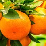 Orangenbaum: Krankheiten erkennen, Schädlinge behandeln