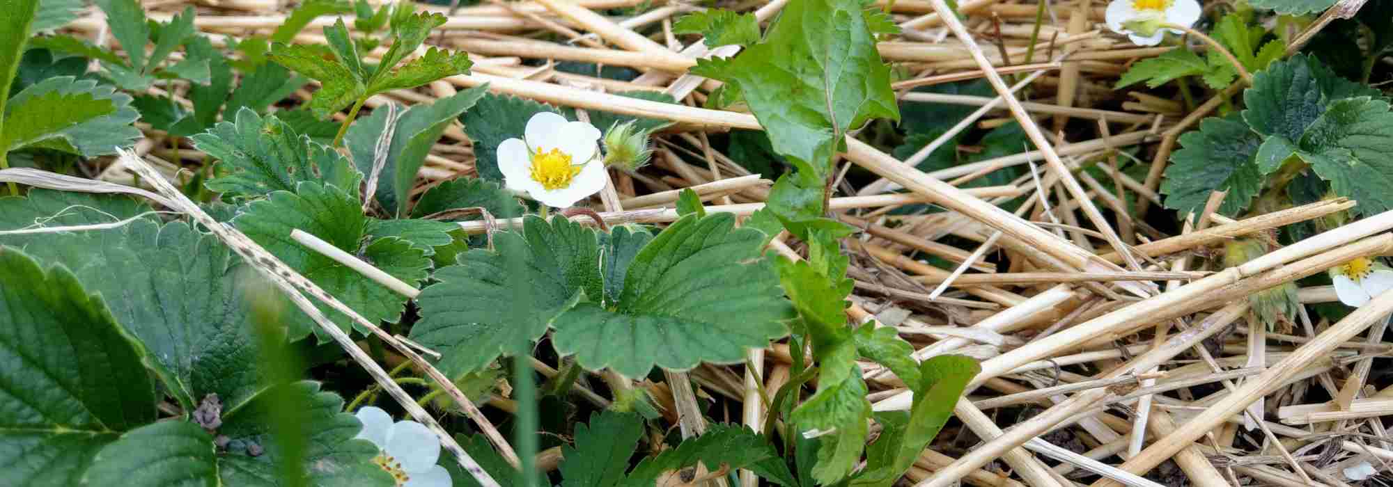 Welche Mulchschicht für Erdbeeren?