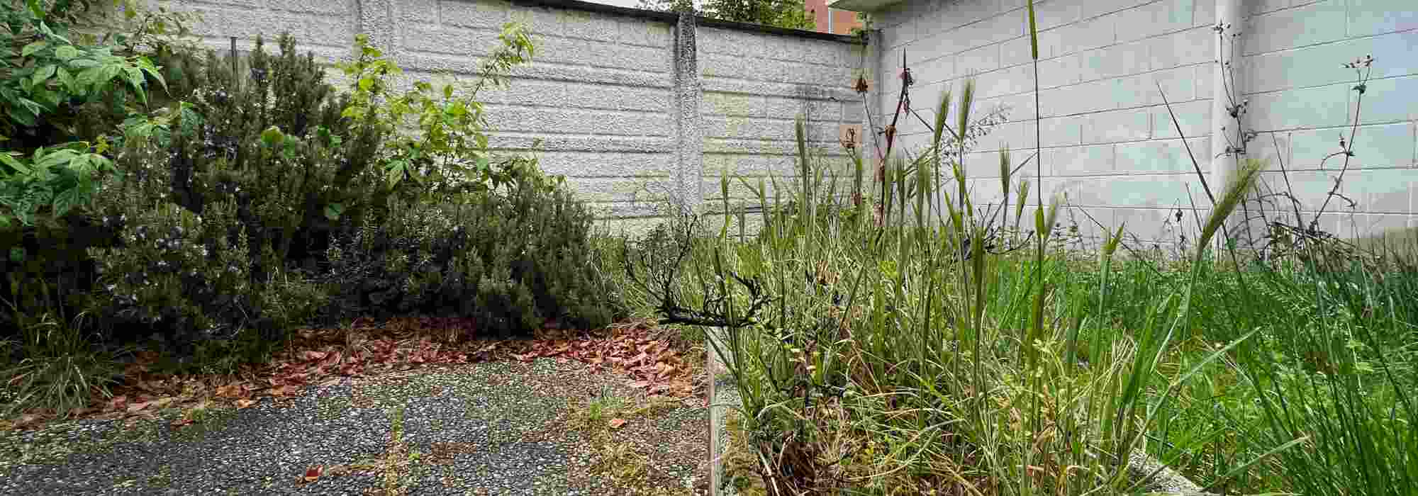 Alten Garten neu beleben: Schritt für Schritt