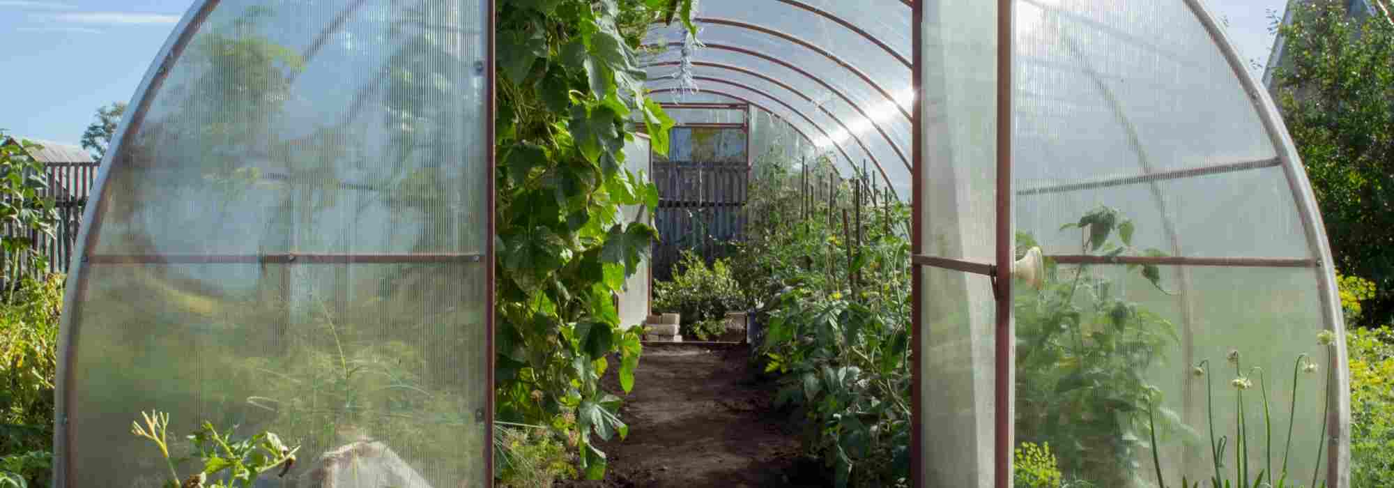 Obst und Gemüse im Gewächshaus: Was je Saison am besten wächst?