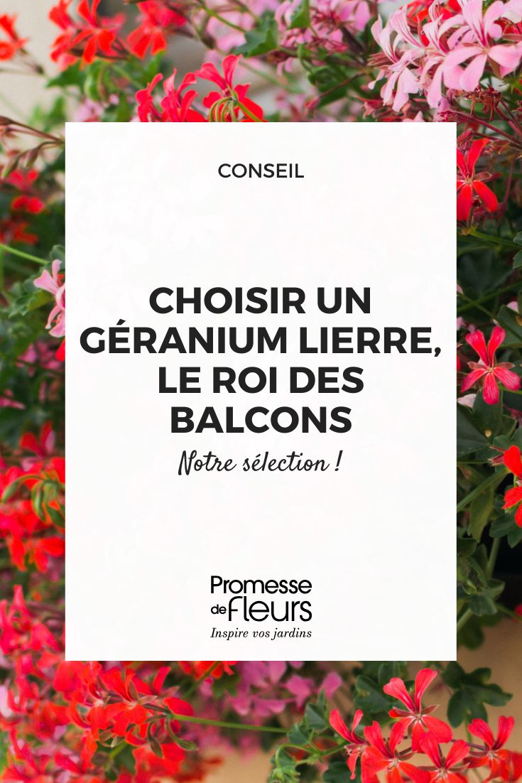 Unsere Auswahl an Geranium Efeu