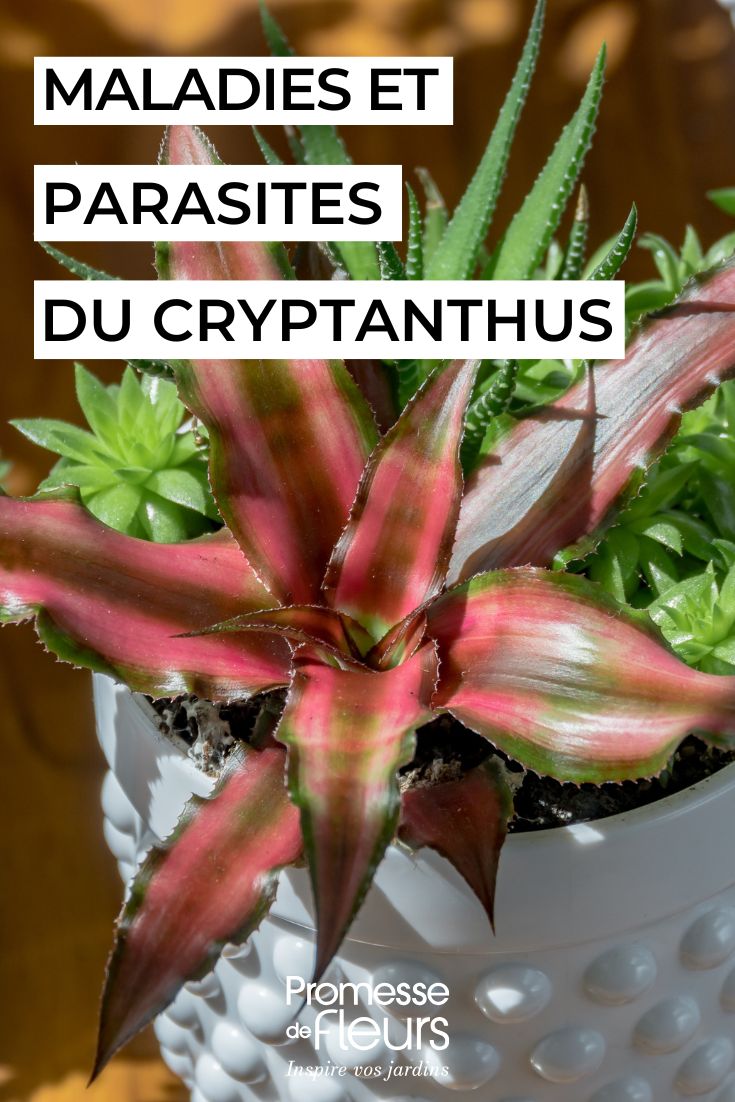 Pflege des Cryptanthus