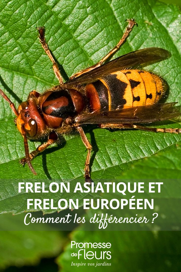 Asiatische und europäische Hornissen unterscheiden