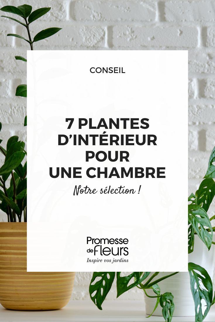 Zamioculcas