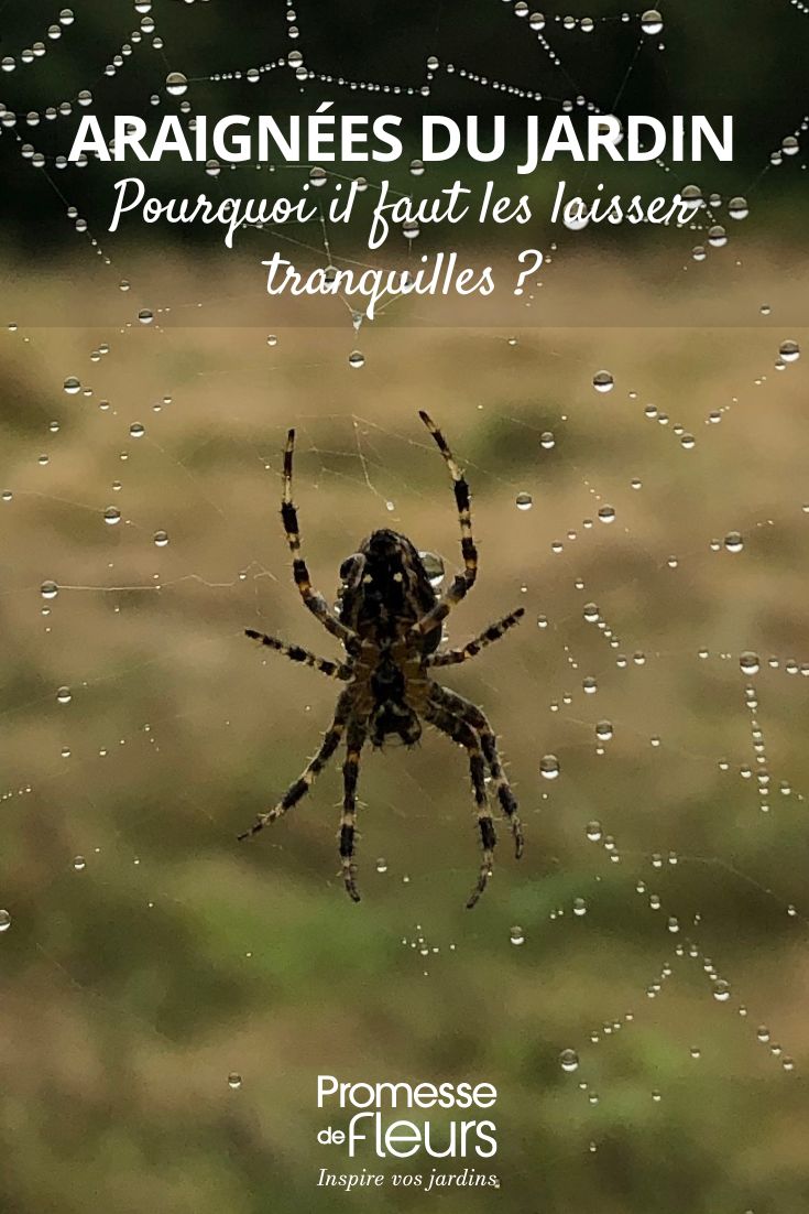 Gartenspinne