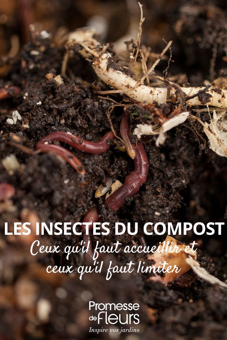 die Insekten in unserem Kompost